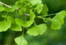 Ginkgo Biloba