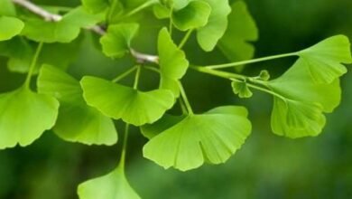 Ginkgo Biloba