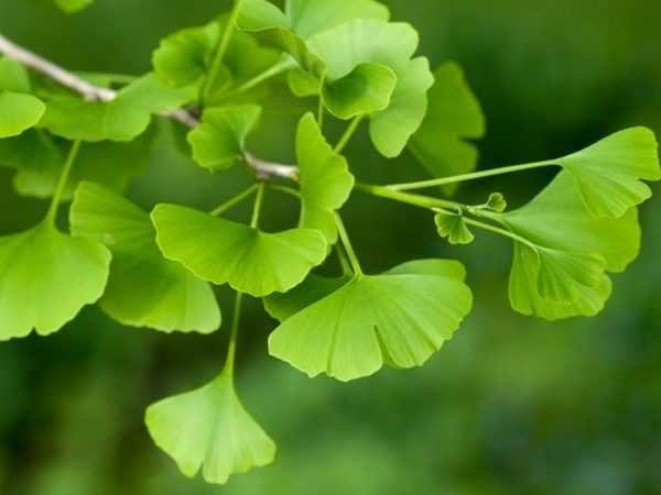 Ginkgo Biloba