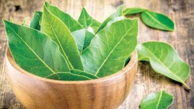 bay leaf