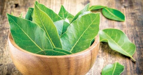 bay leaf