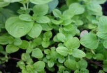 Marjoram