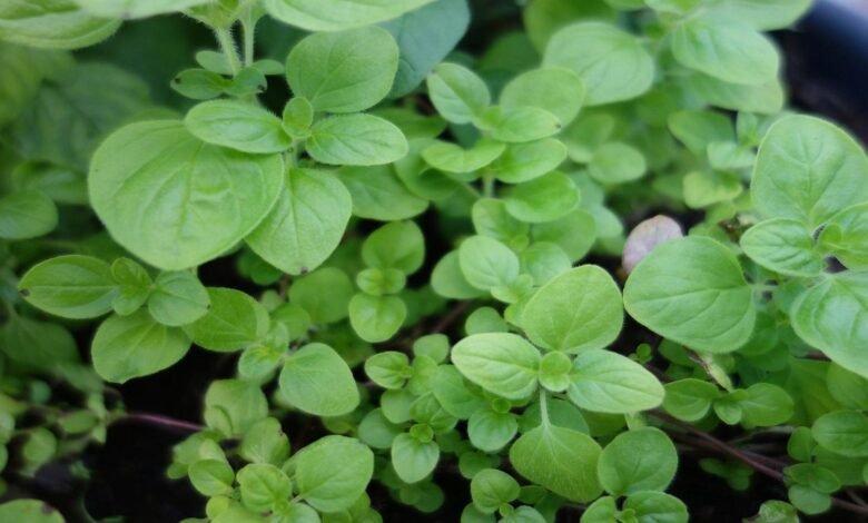 Marjoram